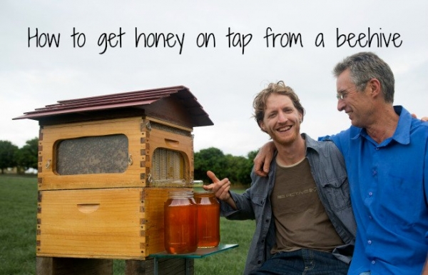 bee-honey-flow