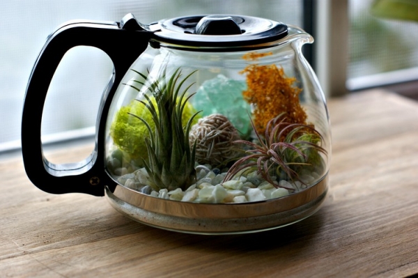 coffee-pot-terrarium