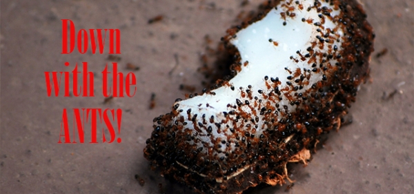 diy-ant-killer-header